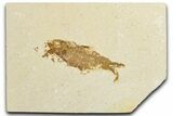 Bargain, Fossil Fish (Knightia) - Wyoming #345476-1
